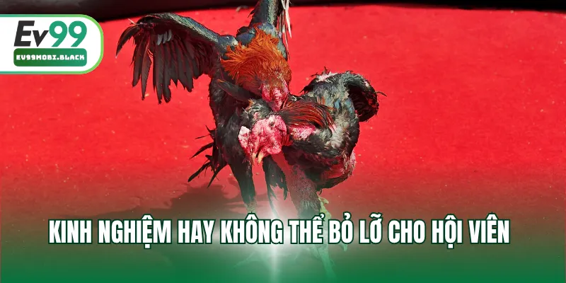 Kinh nghiệm hay không thể bỏ lỡ cho hội viên