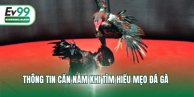 Thông tin cần nắm khi tìm hiểu mẹo đá gà